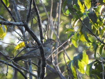 Mais uma ave rara na Bahia é registrada na RPPN Estação Veracel