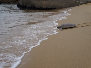 Tartarugas marinhas são monitoradas na região da Costa do Descobrimento