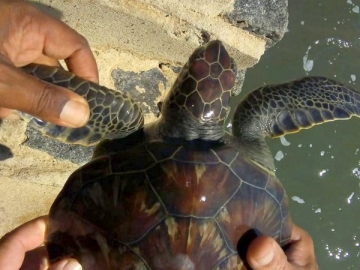 Professor resgata tartaruga que estava presa em anzol de pesca em Porto Seguro