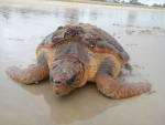 Tartaruga de 120 quilos é encontrada na praia de Nova Viçosa