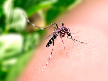 Bahia está em estado de atenção para a dengue, segundo o Ministério da Saúde