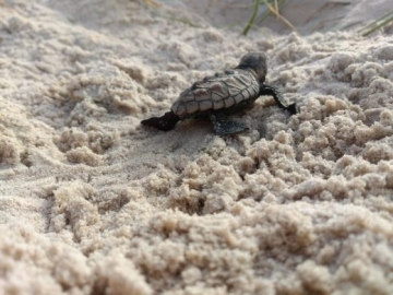Veracel divulga resultados do monitoramento da última temporada reprodutiva de tartarugas marinhas