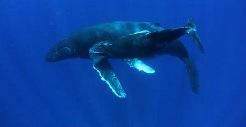 Imagens de baleias jubarte na região de Abrolhos. Créditos: Enrico Marcovaldi Projeto Baleia Jubarte.